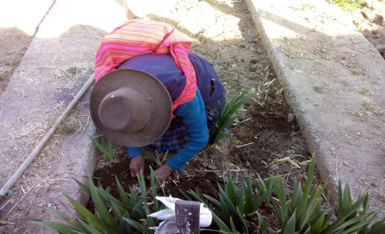 ACTIVIDADES AGRÍCOLAS CON LOS INTEGRANTES DEL CENTRO INTEGRAL DEL ADULTO MAYOR CIAM