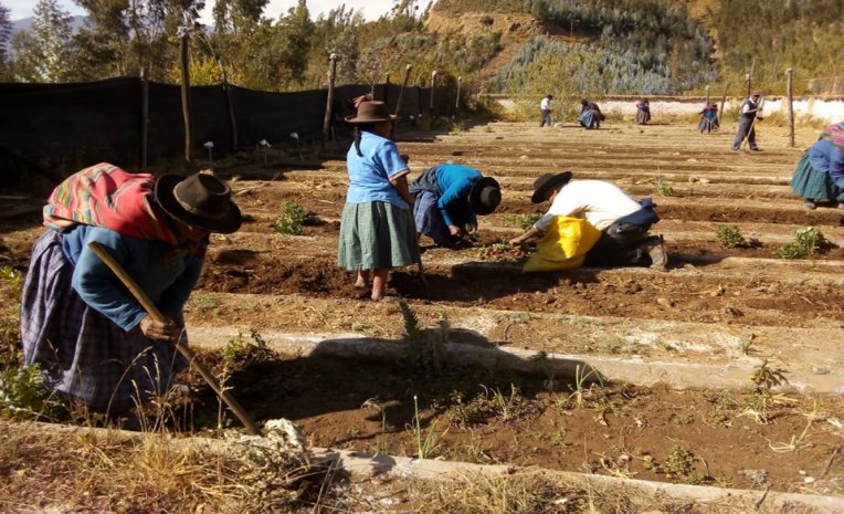 ACTIVIDADES AGRÍCOLAS CON LOS INTEGRANTES DEL CENTRO INTEGRAL DEL ADULTO MAYOR CIAM